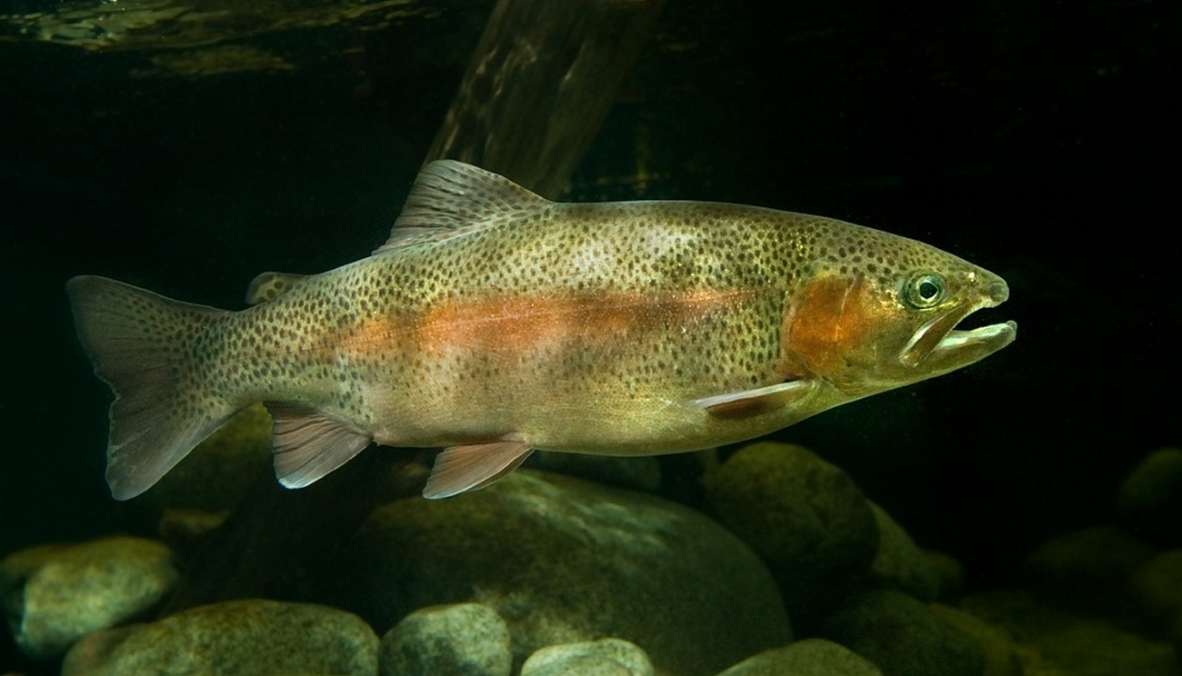 Oncorhynchus Mykiss Walbaum